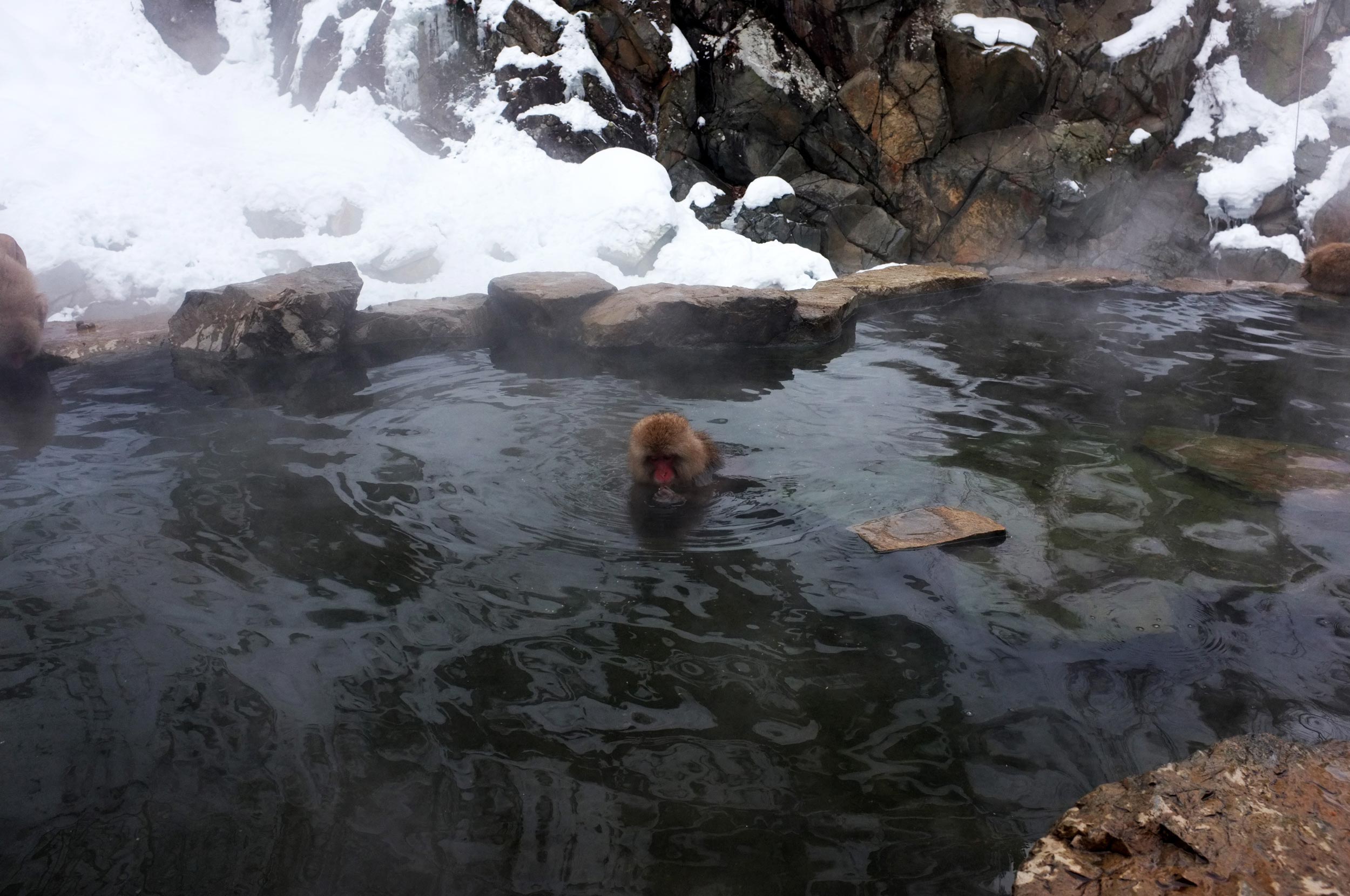 Gambar Monyet Mencari Kutu Hari 5 Dari Nagano Ke Toyama