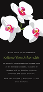 Orchids 2