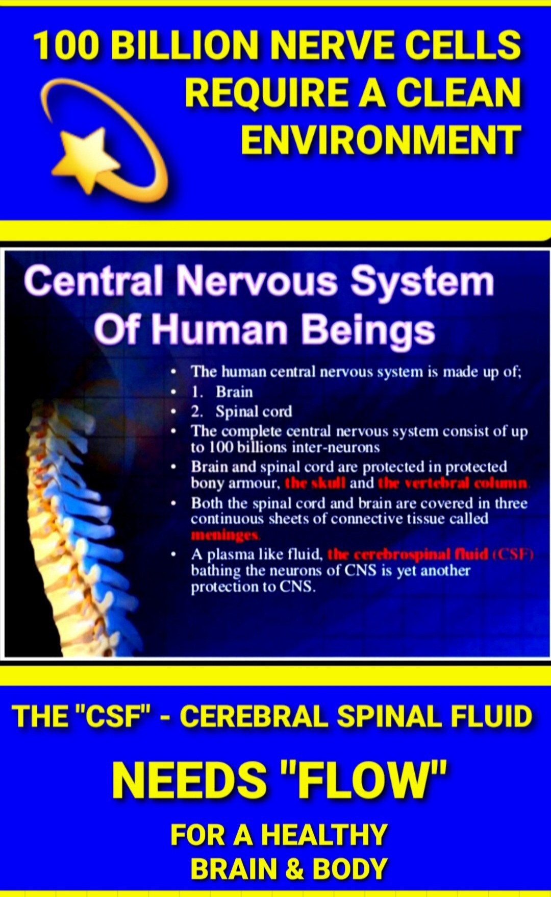 Central Nervous System Of Human Beings by Better Results Personal Training
