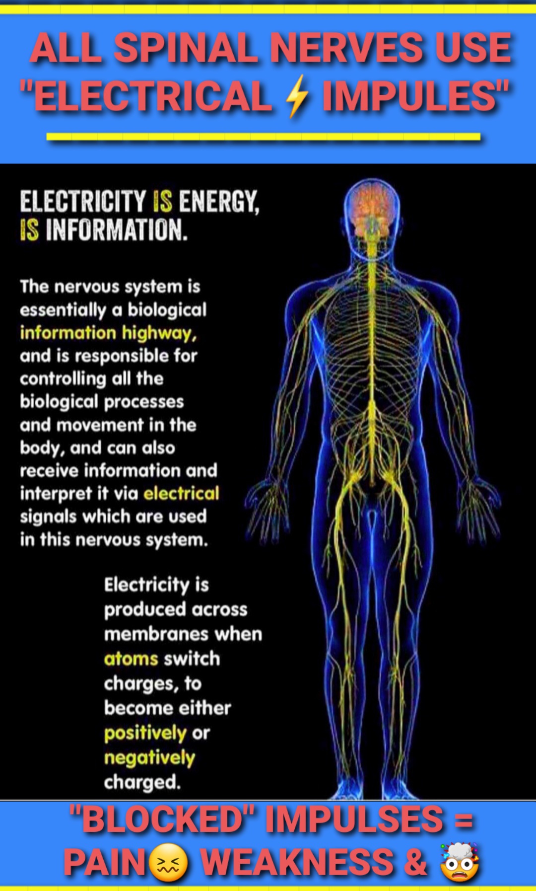 All Spinal Nerve Use Electric Impulses by Better Results Personal Training