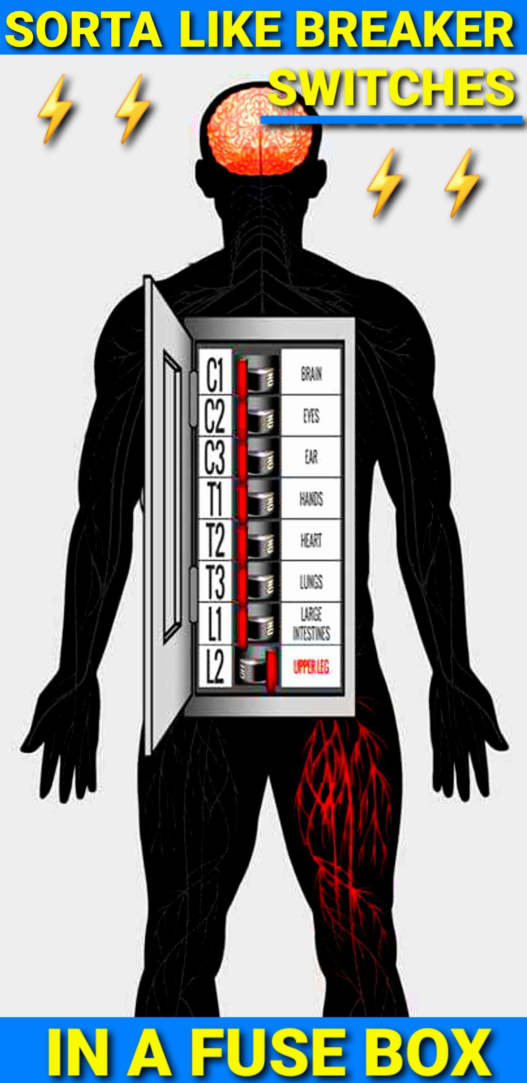 Spinal Alignment and Nerve Plexi Focus in Milwaukee