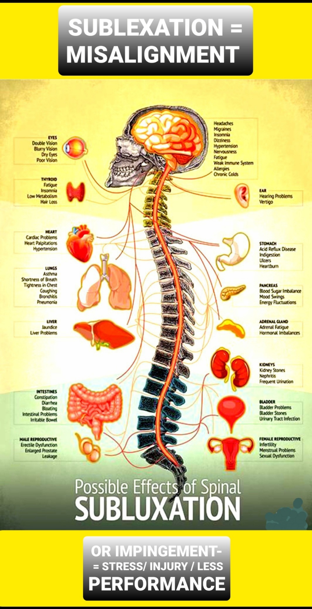 Spinal Alignment/Wellness & Nerve Plexi Focus Milwaukee