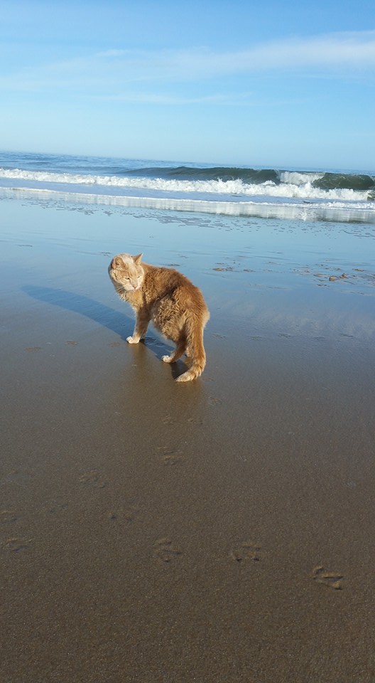 12341426_421990191331202_4002047403219916924_n