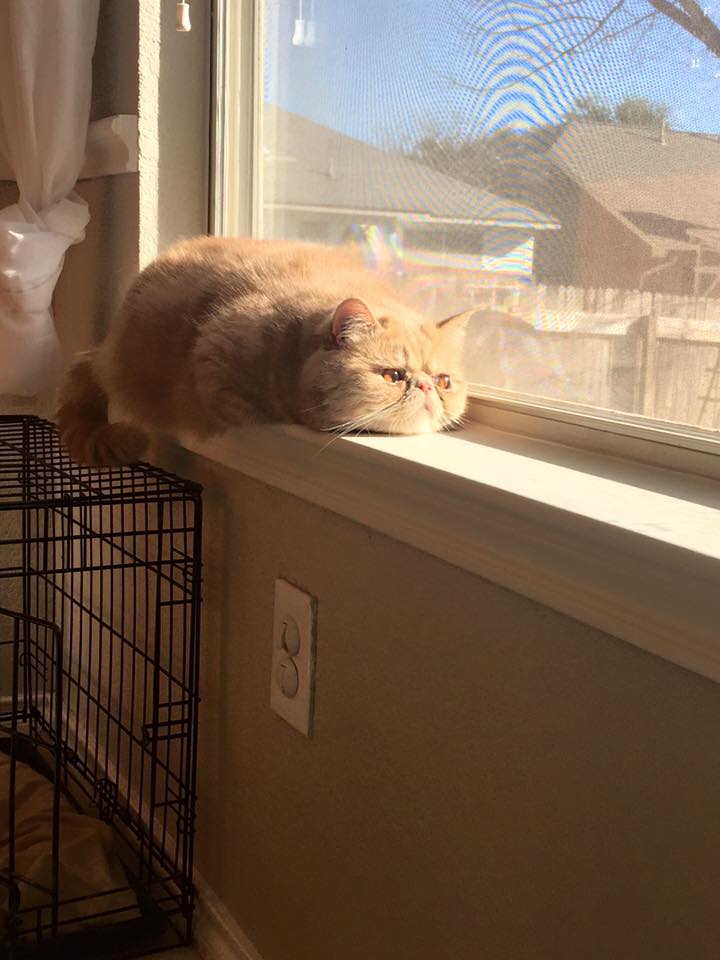 12509709_1544205329239207_4716203053676372411_n