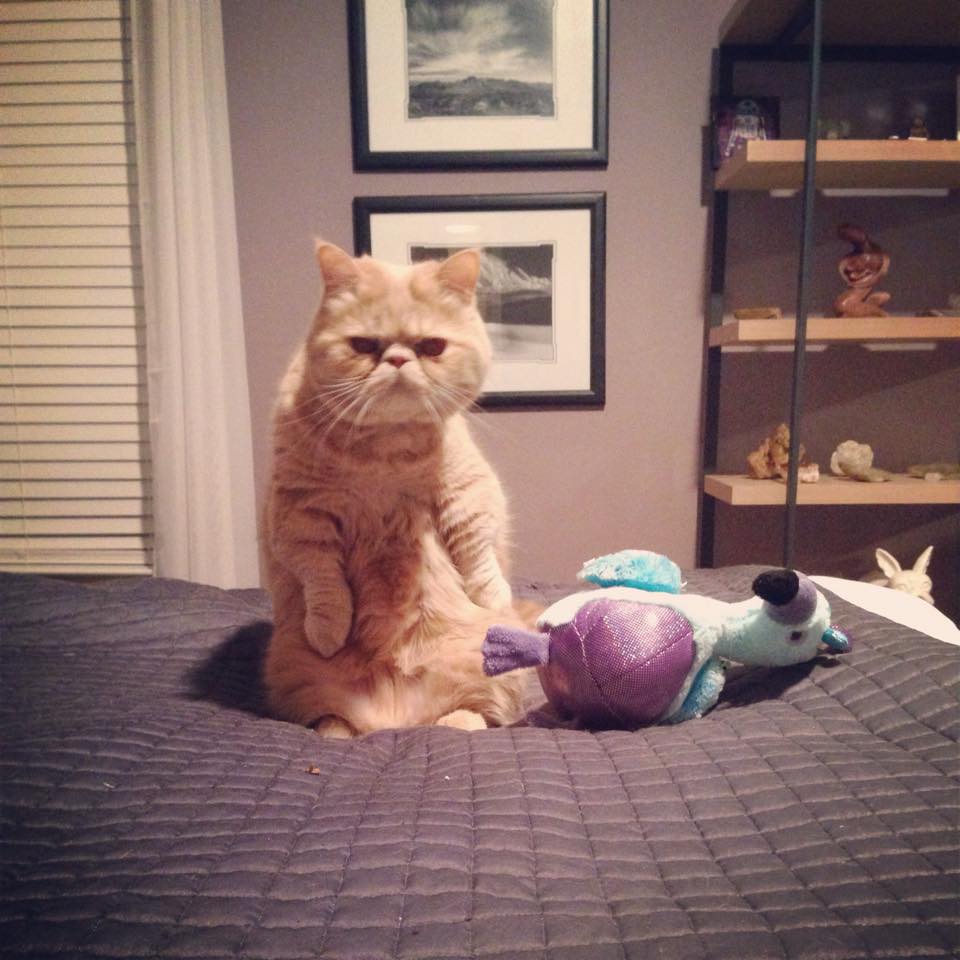 12512570_1548019678857772_2823312794521532688_n