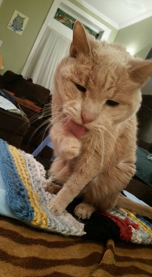 12512718_436898903173664_8242873761934859409_n