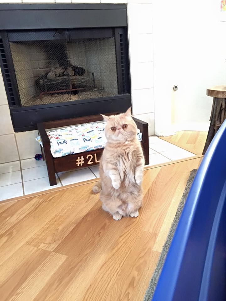 12743733_1560393767620363_1772728932662234095_n