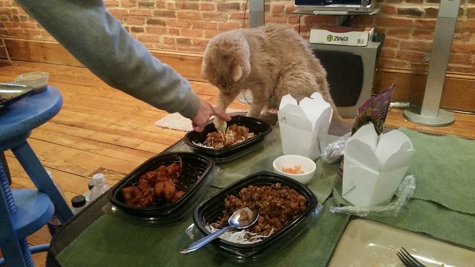 12743752_440981262765428_3162777536294485020_n