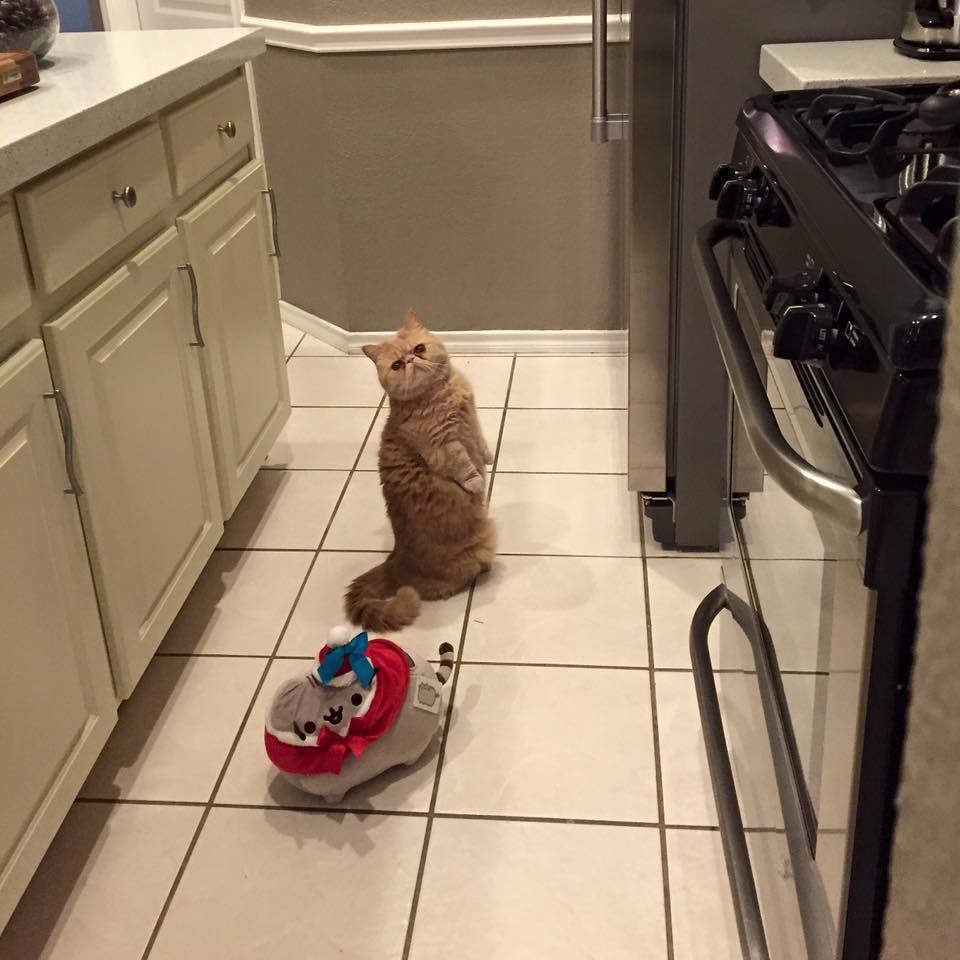 12798966_1570602296599510_6428226746829761453_n