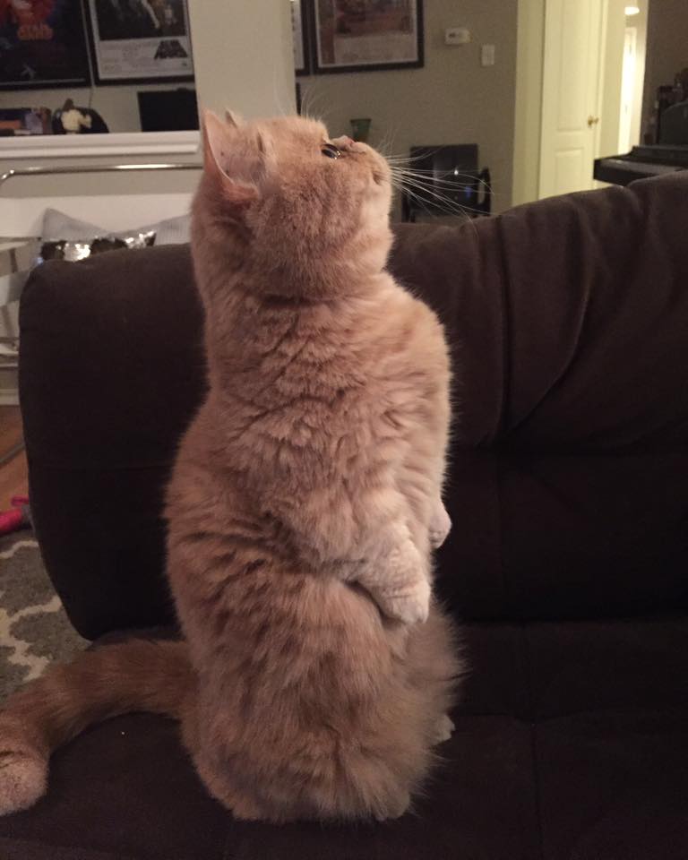 1919013_1576785199314553_6084311783890243452_n