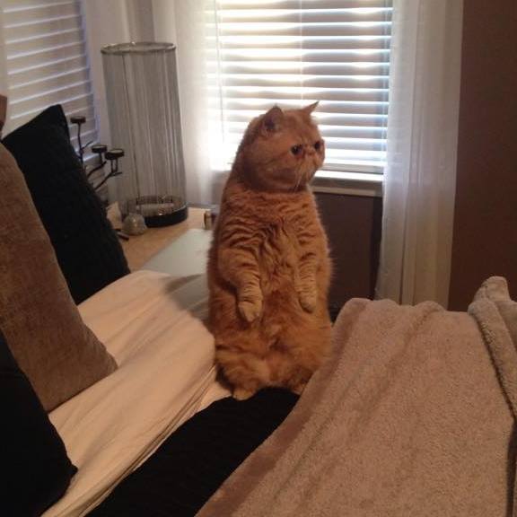 1936556_1546907628968977_5018459320226899898_n