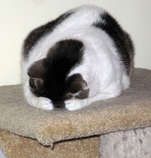 20-Cats-Who-Fail-At-Playing-Hide-And-Seek-18