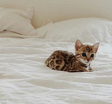 3146ec7cc6764c75f9dc4b6efecc8f92