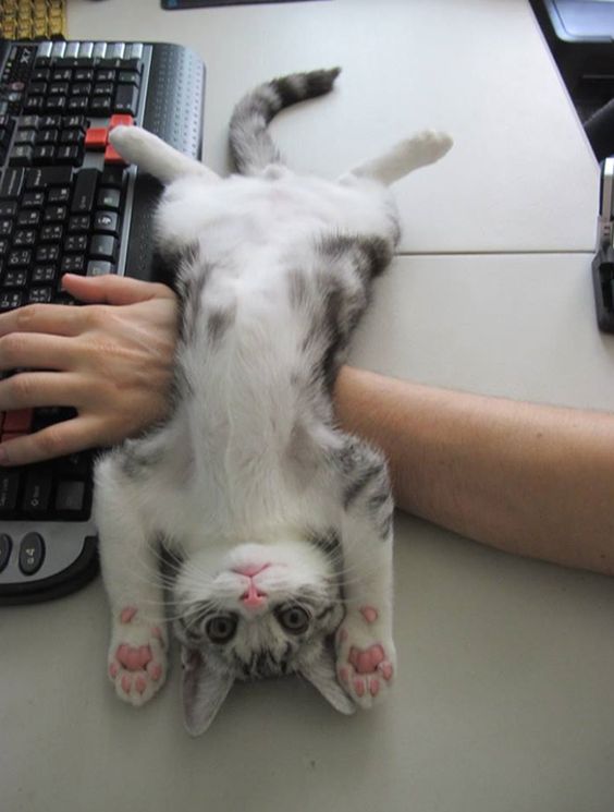 cats-lover-20-char-