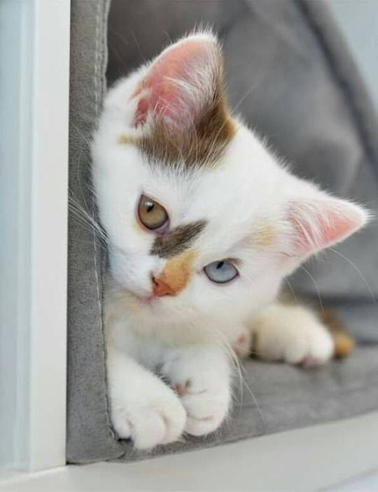 3e31126ace109a6bd5b3e4329a5c4219