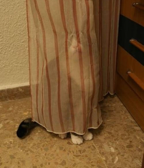 40-Cats-Who-Fail-At-Playing-Hide-And-Seek-1