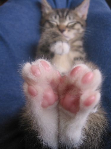 cats-paws-color-