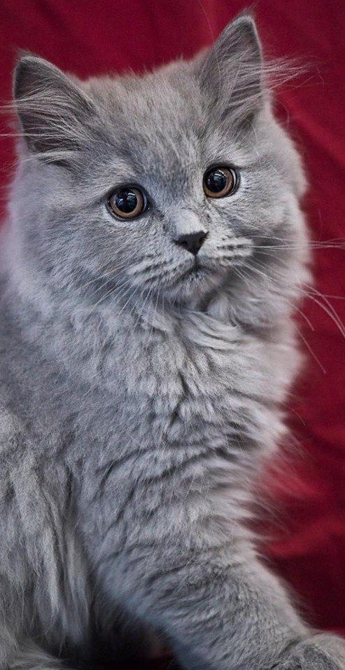 7057c98bd0195a8be7b81ec38900bcab