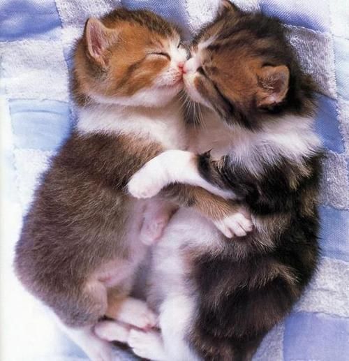 84273e35fd24e58ef420f25dadb26dda