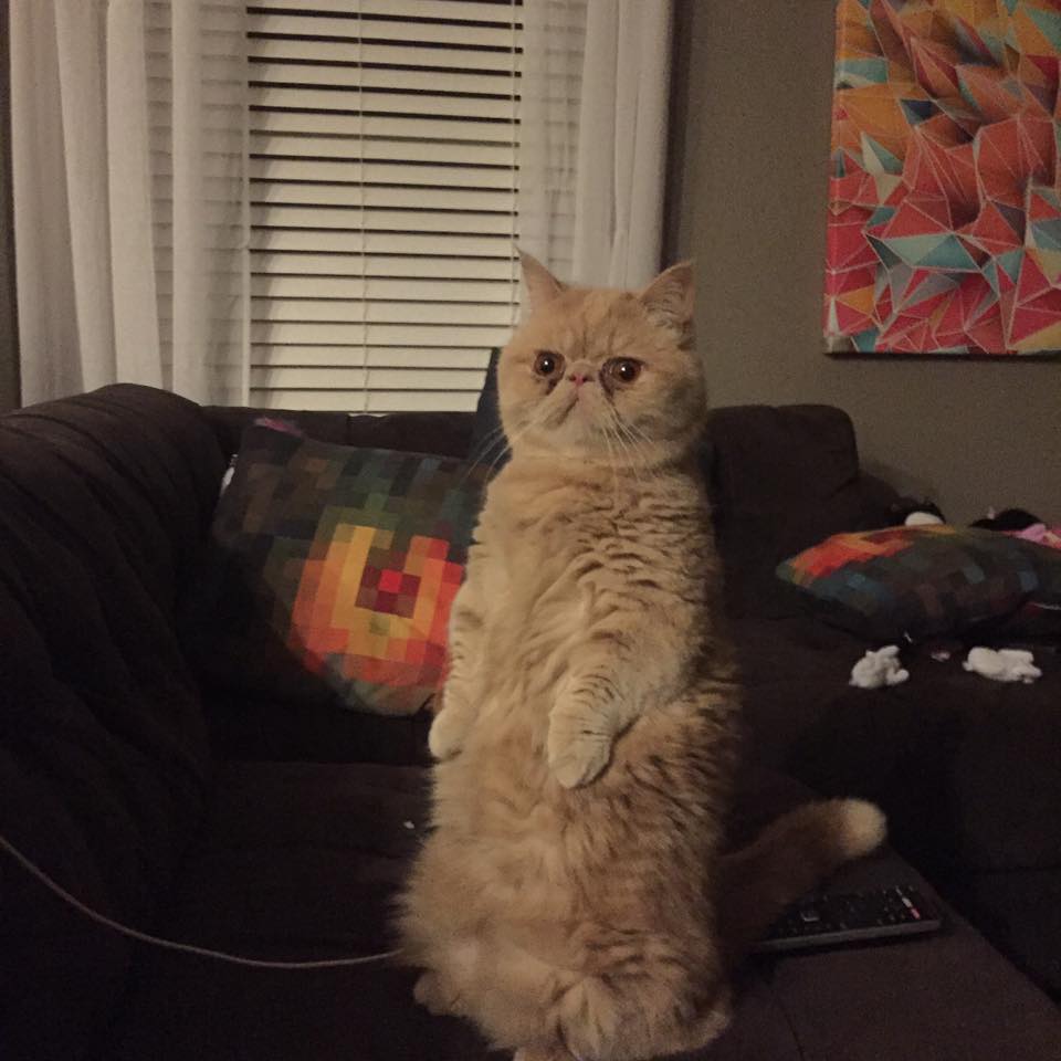 941314_1579287055731034_2907227902139175883_n