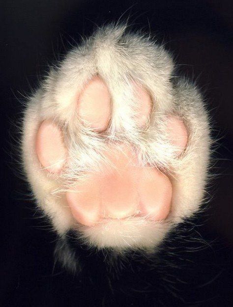 cats-paws-color-