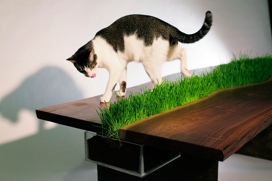Planter-Table-for-Cats