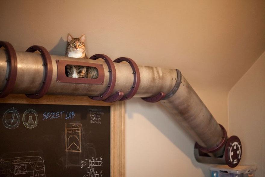 The-Cat-Pipeline