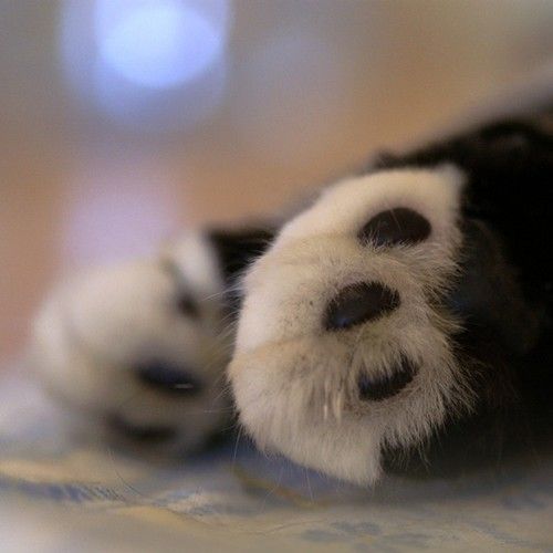 cats-paws-color-