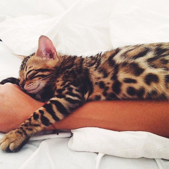 bc6851af03630fc9ee3fa3864791385f