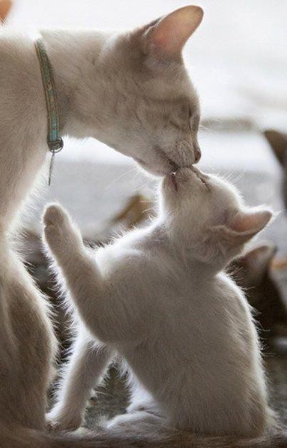 c5d8f2a604d0d0e18cc2c007a27fc231