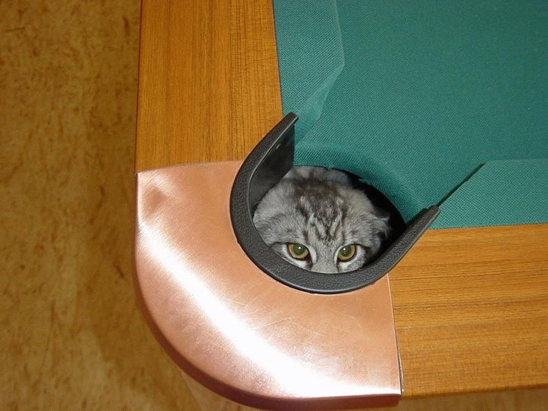 cats-who-do-not-know-how-to-play-hide-and-seek-12