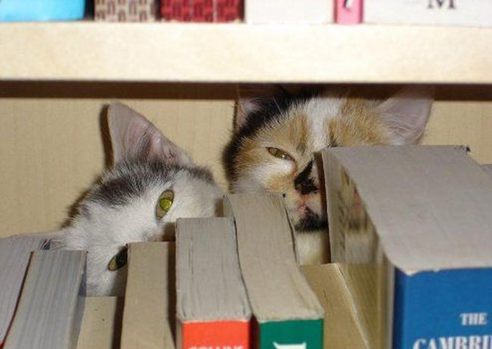 cats_know_hpicturescollectionsow_to_hide_20