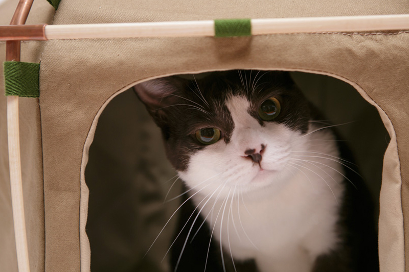 catstudyhouse-the-gigant-by-the-41st-century-designboom_0004_the-41st-century_catstudyhouse-the-gigant_designboom_004