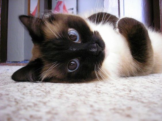 d9ed77c3485af115e4ce50745b0b15aa