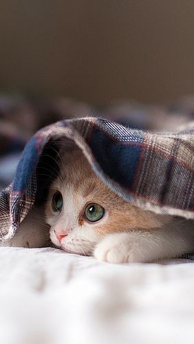 e93debba1a7a91a18014f66f4a447a29