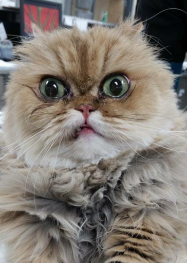 enhanced-9524-1453404574-1