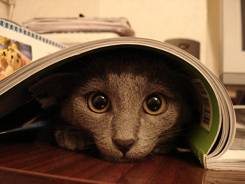 hiding-cat_1-jpg