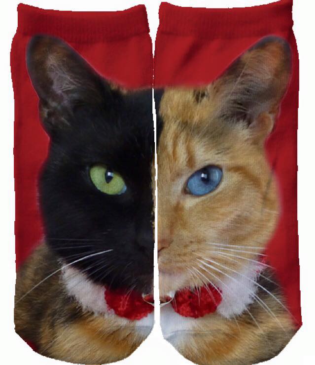 VenusTheAmazingChimeraCat https://www.facebook.com/VenusTheAmazingChimeraCat/photos_stream