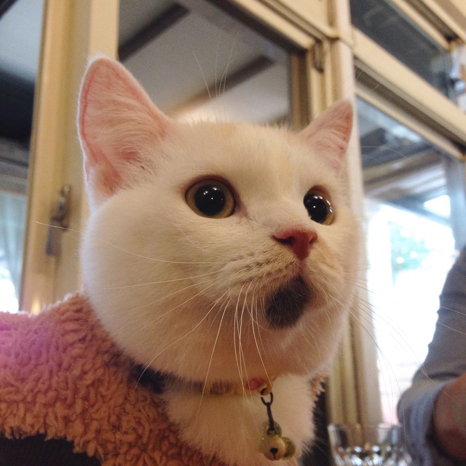 もち寶寶與哥哥姊姊們的日常生活（ ˊo̴̶̷̤ w o̴̶̷̤ˋ ） https://www.facebook.com/mochifamily/timeline