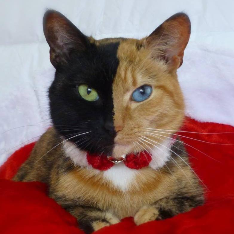 VenusTheAmazingChimeraCat https://www.facebook.com/VenusTheAmazingChimeraCat/photos_stream