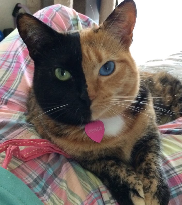 VenusTheAmazingChimeraCat https://www.facebook.com/VenusTheAmazingChimeraCat/photos_stream