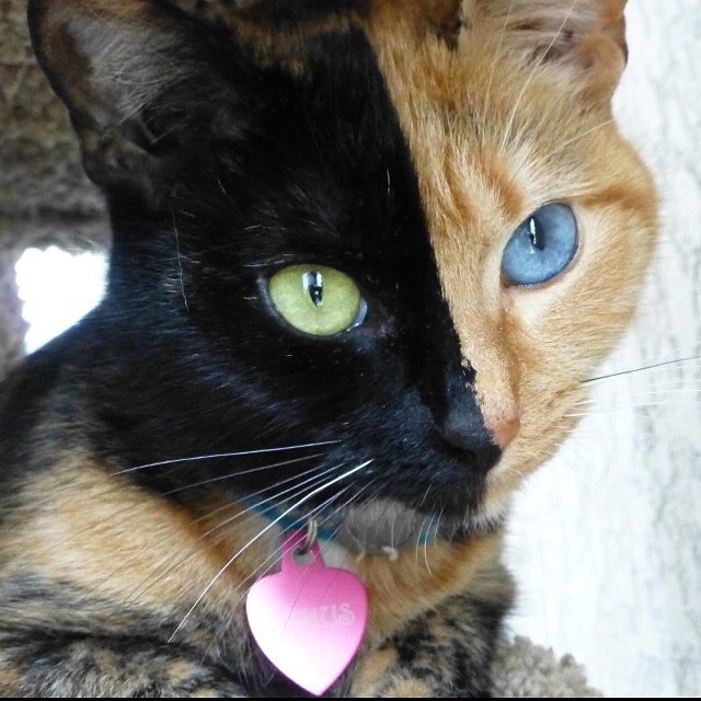 VenusTheAmazingChimeraCat https://www.facebook.com/VenusTheAmazingChimeraCat/photos_stream
