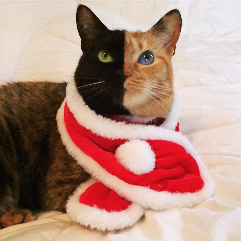 VenusTheAmazingChimeraCat https://www.facebook.com/VenusTheAmazingChimeraCat/photos_stream