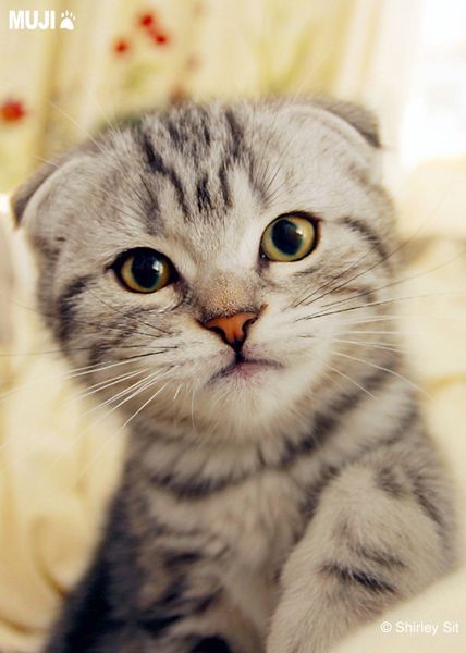 baike http://www.baike.com/wiki/%25E8%258B%258F%25E6%25A0%25BC%25E5%2585%25B0%25E6%2591%25BA%25E8%2580%25B3%25E7%258C%25AB