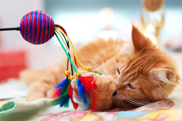 sheknows http://www.sheknows.com/pets-and-animals/articles/810324/wanted-the-perfect-cat-toy