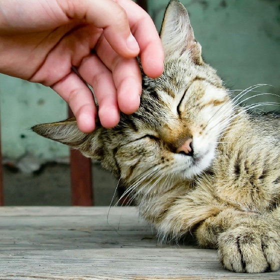 dreamorbanana http://www.dreamorbanana.com/%E8%B2%93%E5%92%AA%E9%80%99%E6%A8%A3%E6%91%B8%E6%89%8D%E5%B0%8D%EF%BC%81%E8%B2%93%E5%A5%B4%E4%B8%8D%E5%8F%AF%E4%B8%8D%E7%9F%A5%E7%9A%84%E8%A6%AA%E8%BF%91%E5%B0%8F%E7%9F%A5%E8%AD%98/