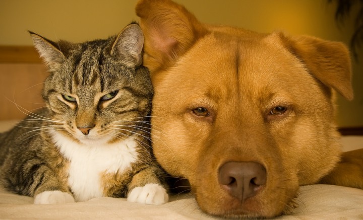 andreaarden http://www.andreaarden.com/dog-training/mixed-menagerie-happy-like-cats-and-dogs/