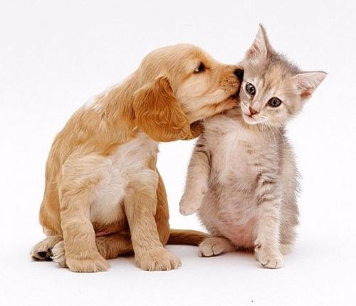 pet-insurance https://www.pet-insurance.co.uk/blog/news/cats-and-dogs-arent-really-enemies