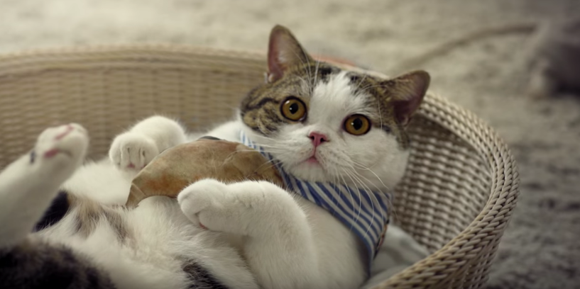 youtube https://www.youtube.com/watch?v=nx6EeN3GIok