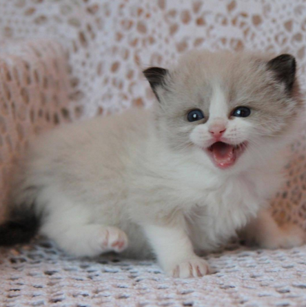 instagram https://www.instagram.com/p/_ldlIrAVqd/